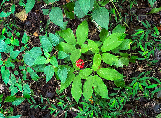 American ginseng in the forest understory