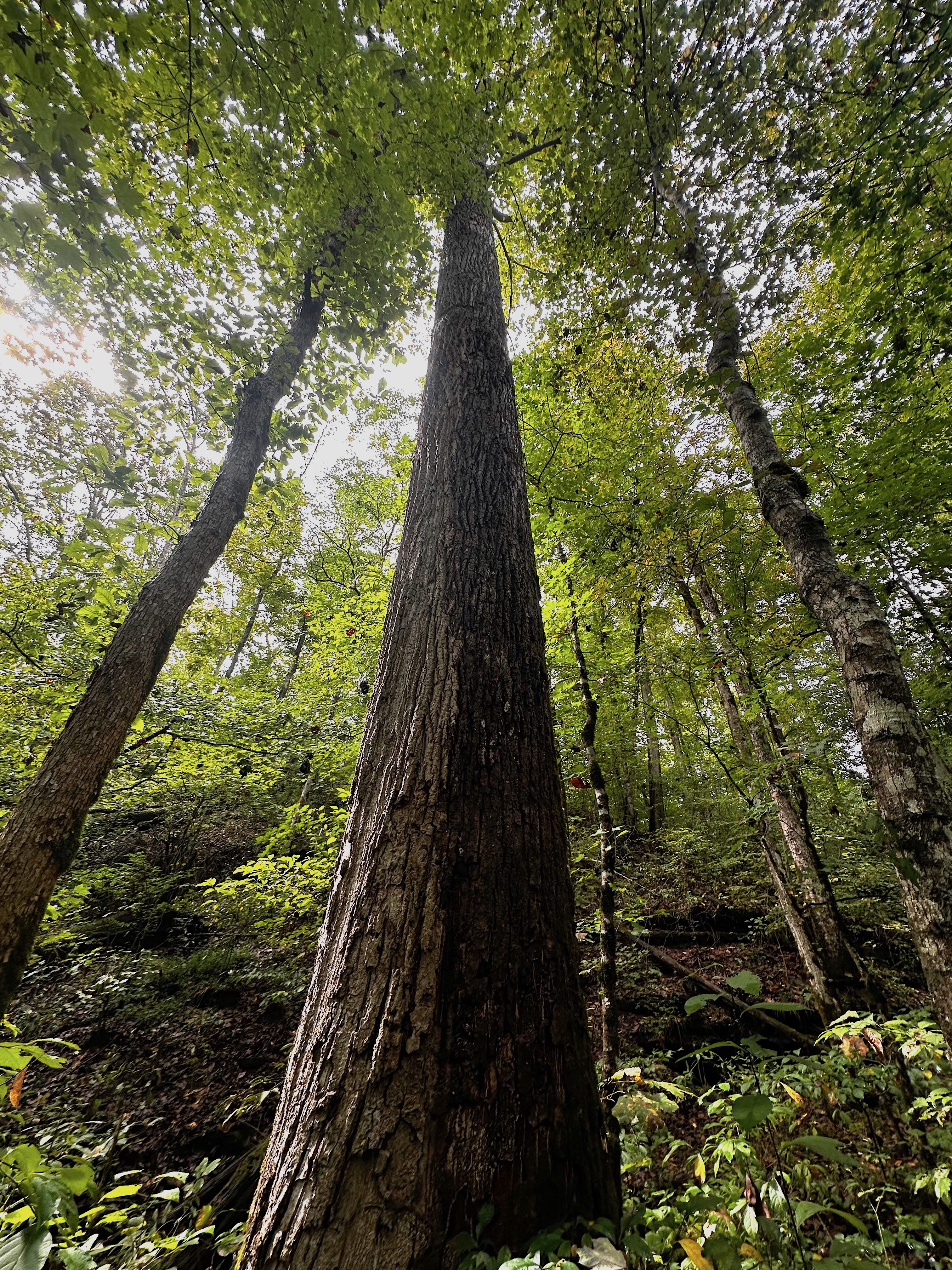 Old-growth forest canopy along Hurricane Creek